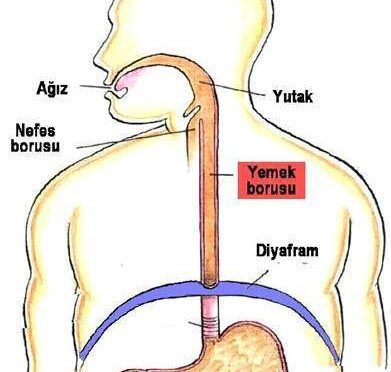 Yemek Borusu Kas Çeşidi