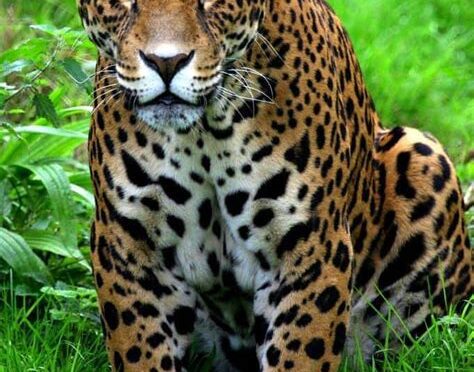 Jaguar